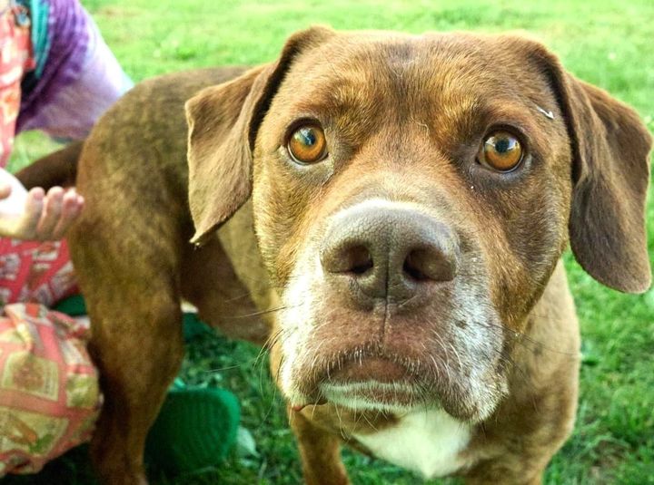 Pet of the Week + Upcoming Spay/Neuter Shuttle
