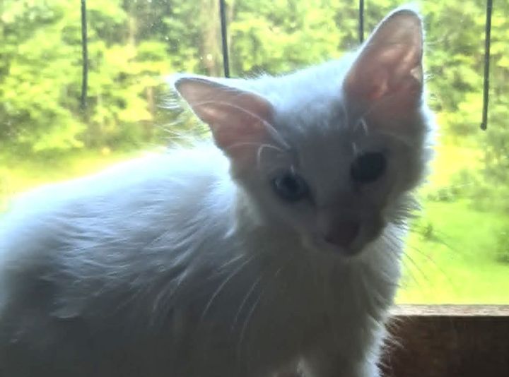Pet of the Week