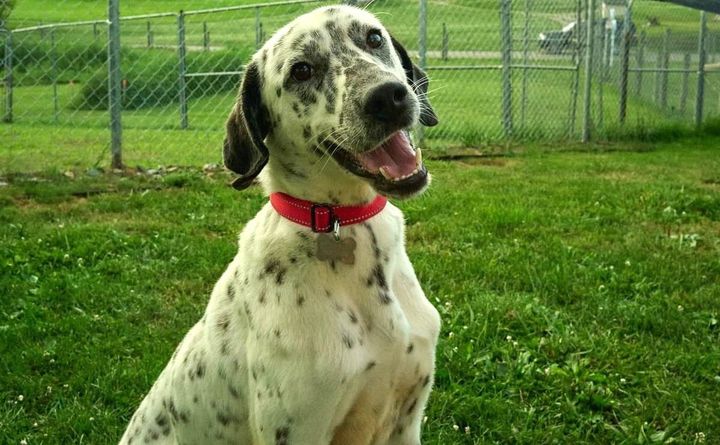 Pet of the Week