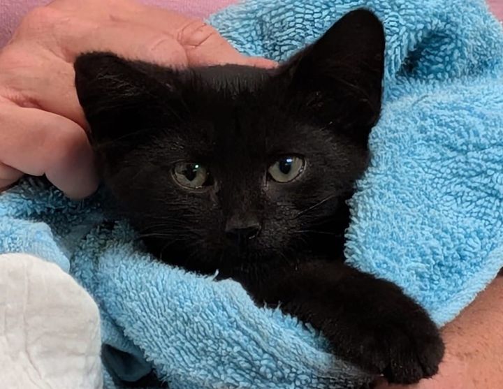 Pet of the Week