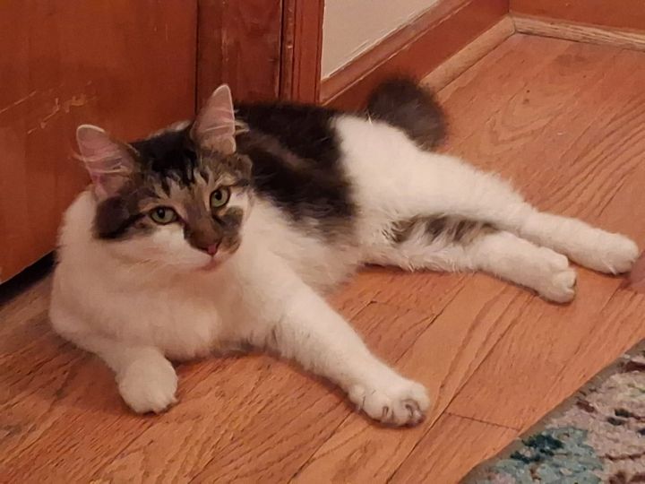 Pet of the Week