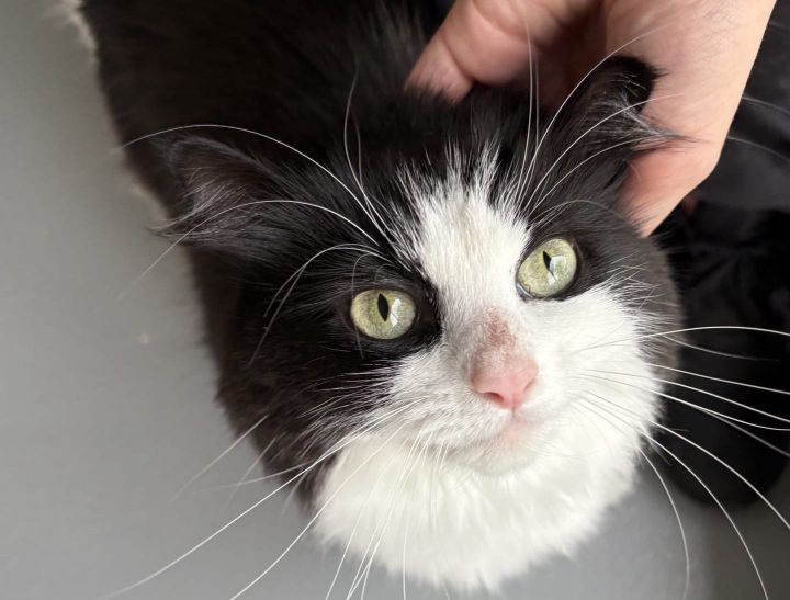 Pet of the Week