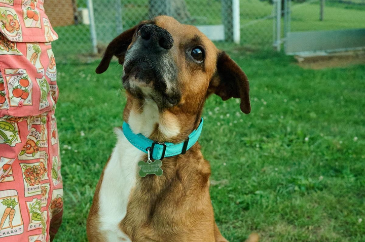 Pet of the Week + Spay/Neuter Shuttle