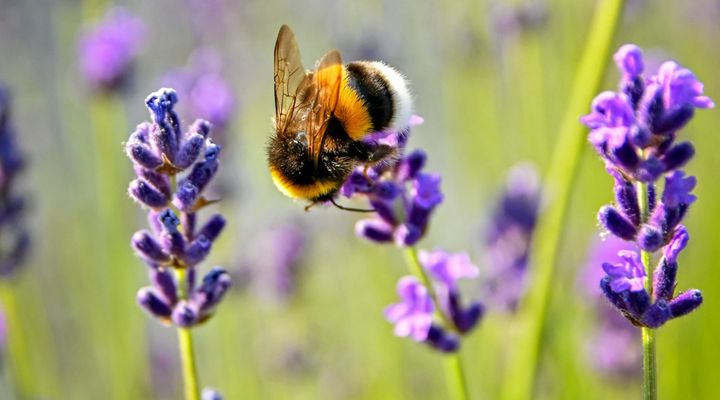 Floyd becomes an official Bee City