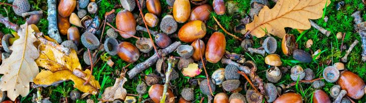 Acorn drop offs located outside of Floyd for 2026 collection