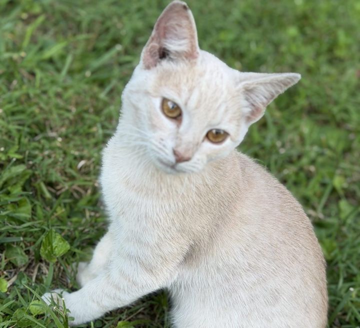 Pet of the Week