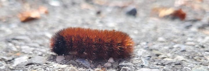 Nature's Winter Predictions: Woolly worms, persimmons seeds