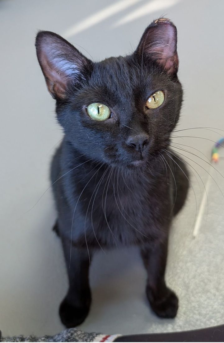 Pet of the Week