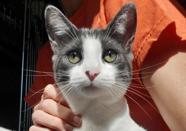 Pets of the Week