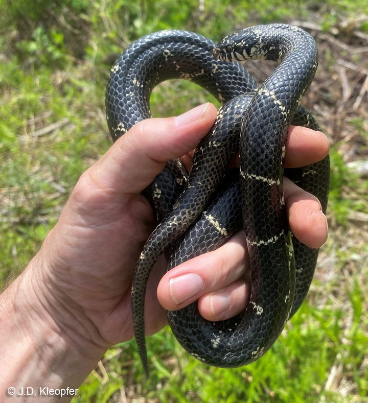 Seeing more snakes in Floyd? Radford expert explains the early autumn surge