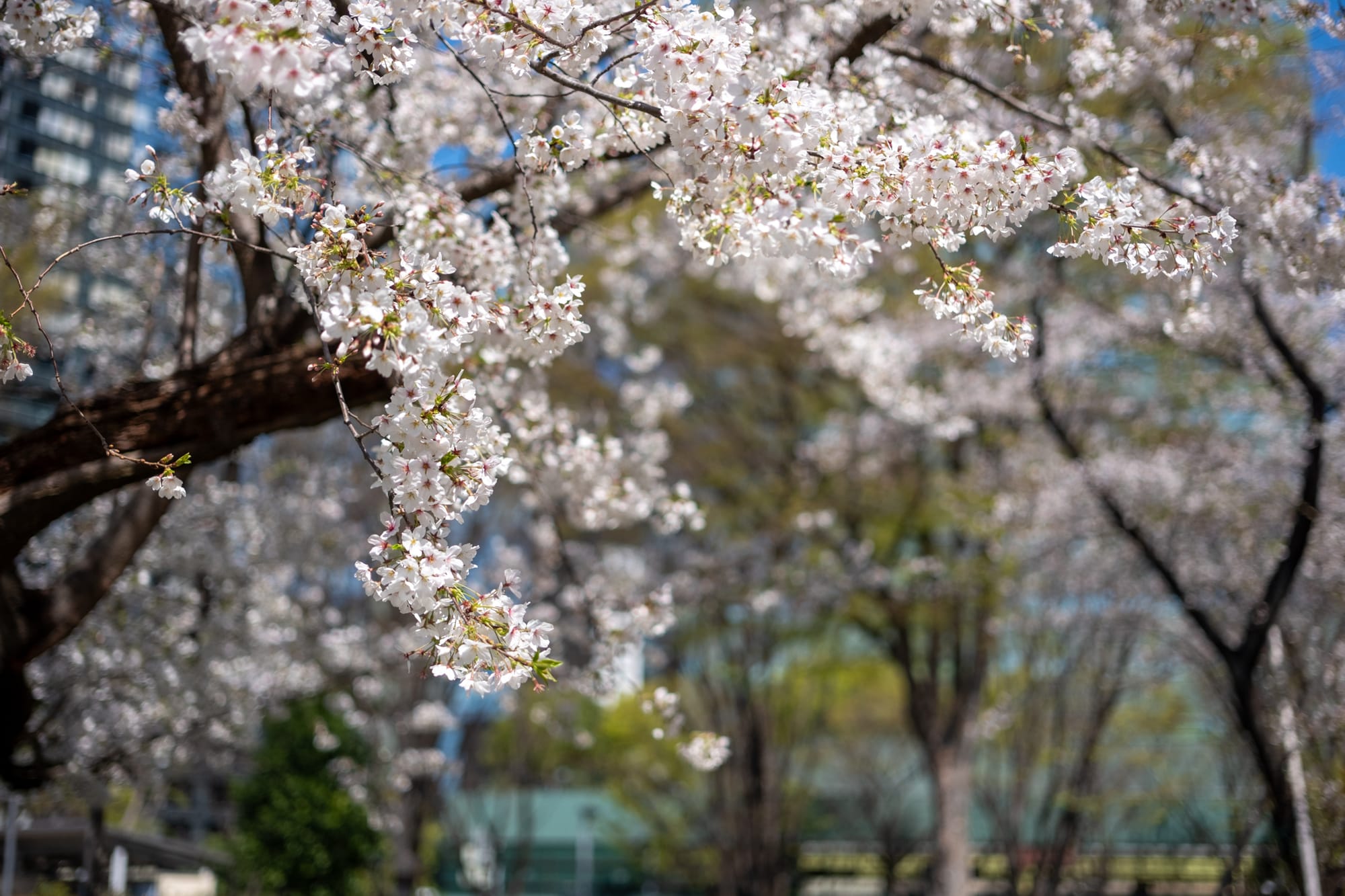 お花見 新宿中央公園