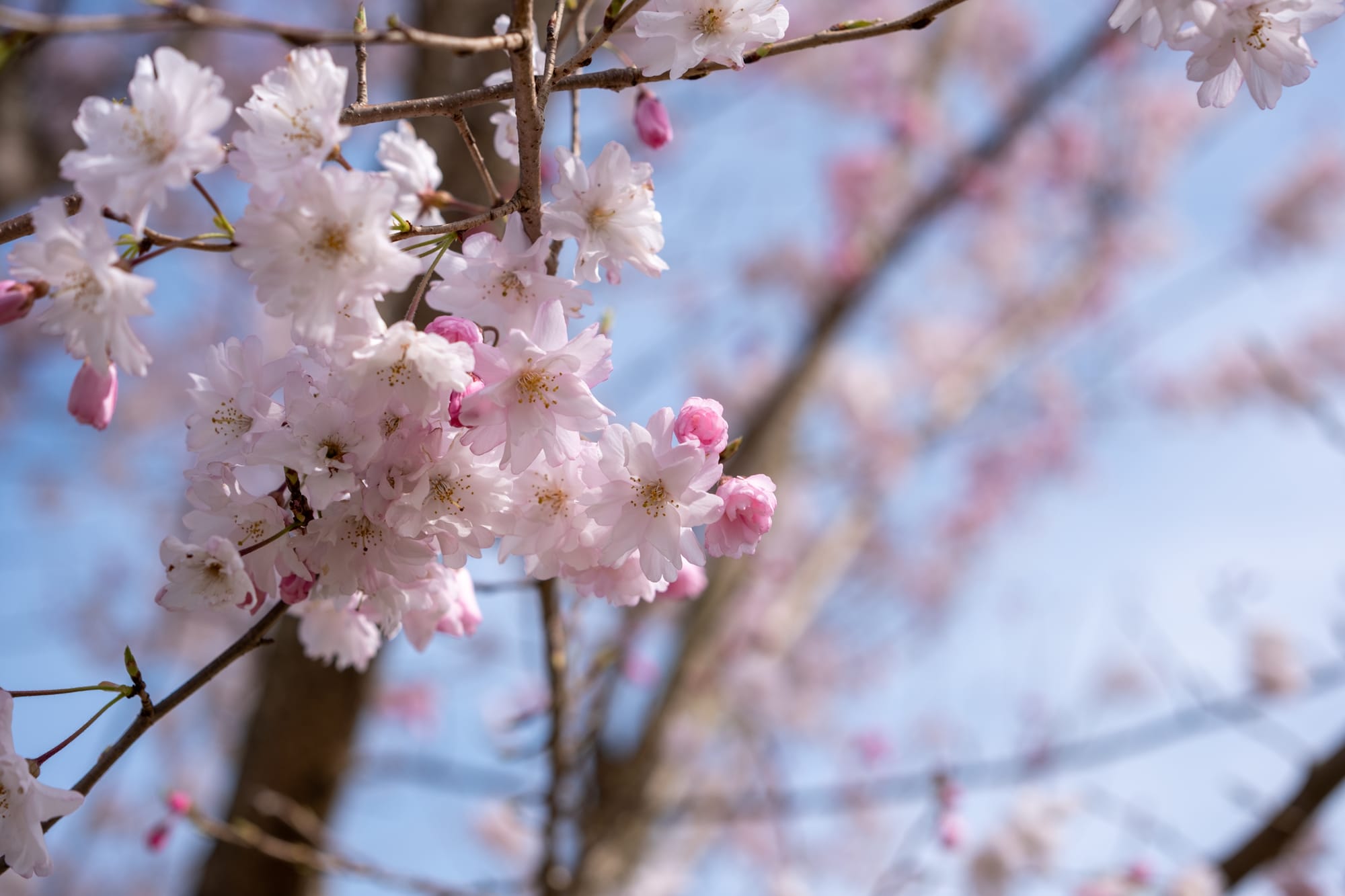 お花見 国営昭和記念公園