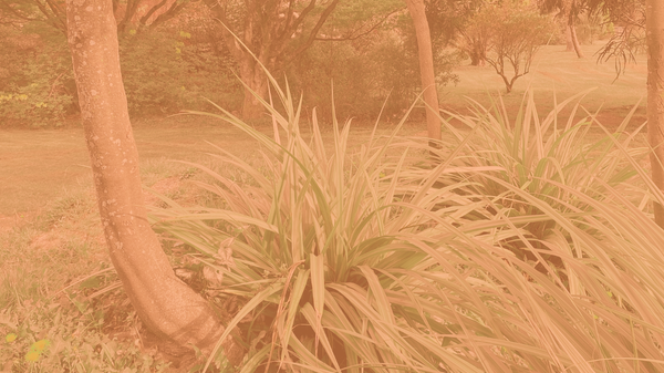 Turning away from growth