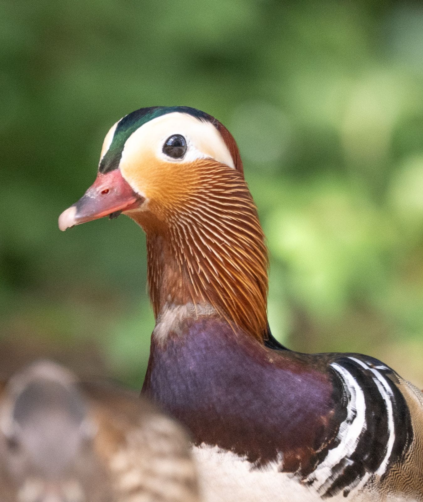 This photograph shows a male Mandaring duck's head and shoulders. He is posed sideways, looking towards the camera with one eye. He looks a bit surprised to be honest. Hes got a white face with a green stripe at the top, orange that runs down from his cheeks and neck. His chest is burgandy coloured. In front of him is blurred brown, with blurred vegetation in the background.