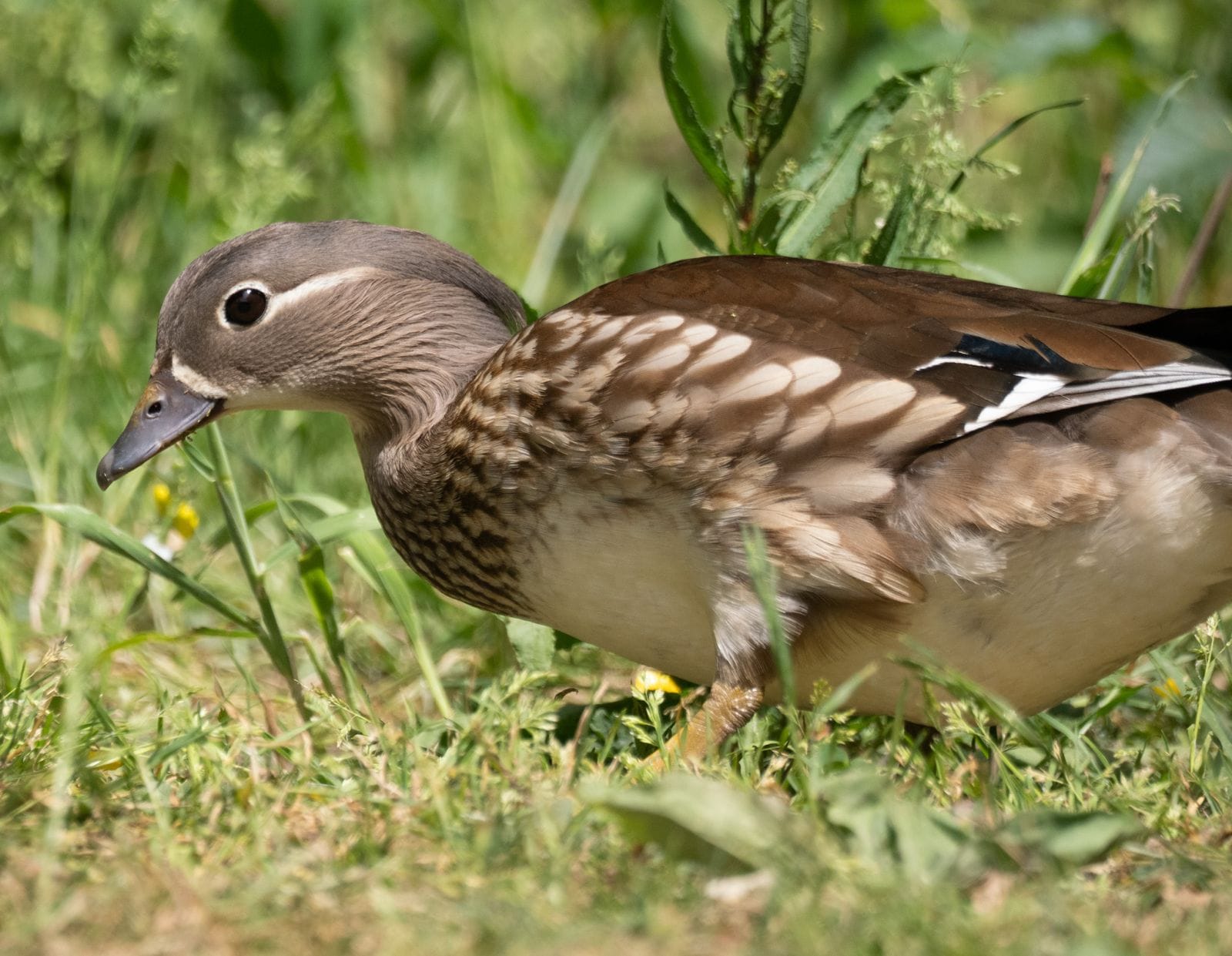 A female Mandarin duck is walking through some vegetation on the side of the lake. She has a brown head with white eyeliner, brown wings, some mottling on her chest and sides and a cream coloured abdomen. 