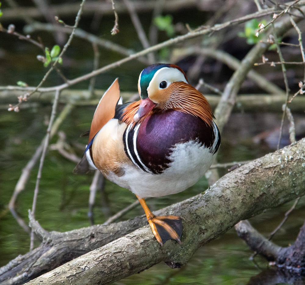 A photograph of a male Mandarin Duck. He is a very colourful bird, with a teal across the top of his white head, orange 'moustache', purple chest, orange flanks and tail, white chest and orange feet. He is standing on a branch of alder that is over the lake. 