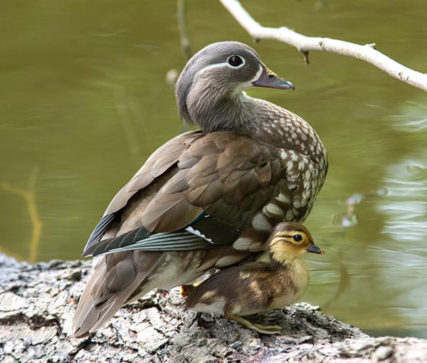 A photograph of a female Mandarin Duck and her single duckling. SHe is much more muted than her mate, with shades of greays, a mottled chest and white eyeliner. Plucky is yellow and brown.