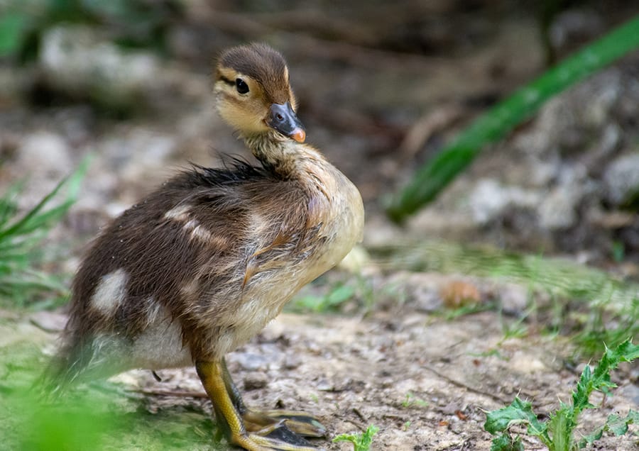 A photograph of Plucky. He is standing on the bank of the lake, sideways, and looking a bit towards the camera. Behind him is some lake vegetation and the bare dried mud ground. 