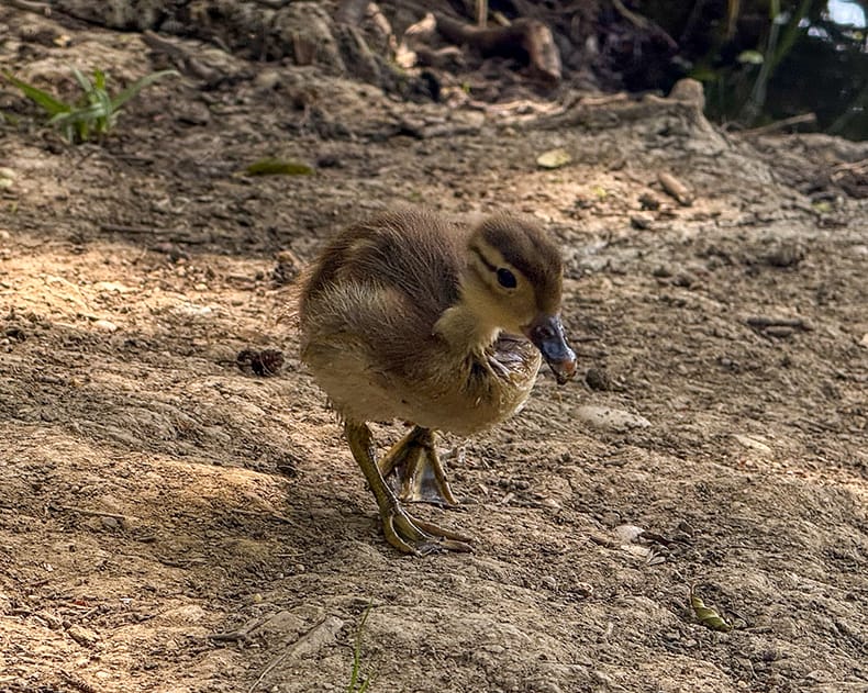 A photograph of a small brown and yellow duckling. He is walking towards the camera on a dry brown ground.