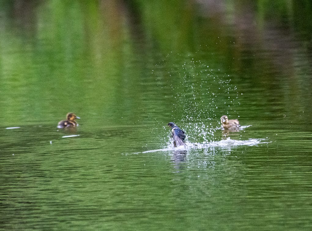 A photograph showing a swallow diving into the lake, splashing water everywhere. Two fuzzy ducklings are nearby and seem totally unconcerned. The birds are all small against a vast lake of green lake water. The lake is green as it is reflecting the vegetation around it.