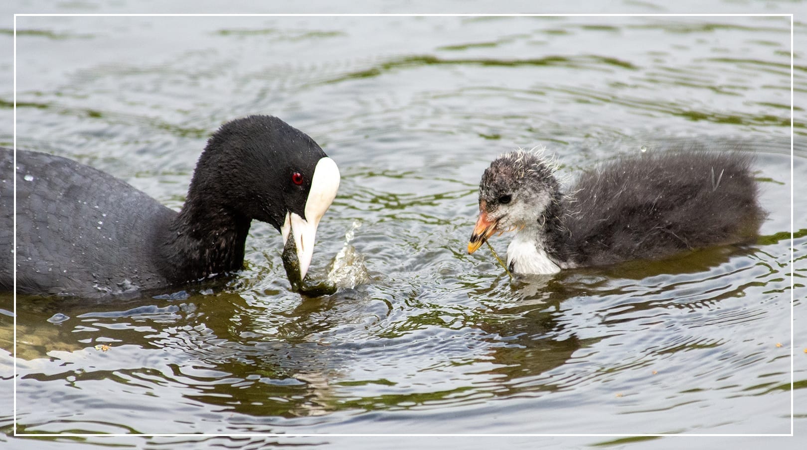 A Coot and one of her chicks on a lake. The mama has a wad of pond algae in her beak, which she is swatting against the lake surface. The chick waits patiently for more food next to her.
