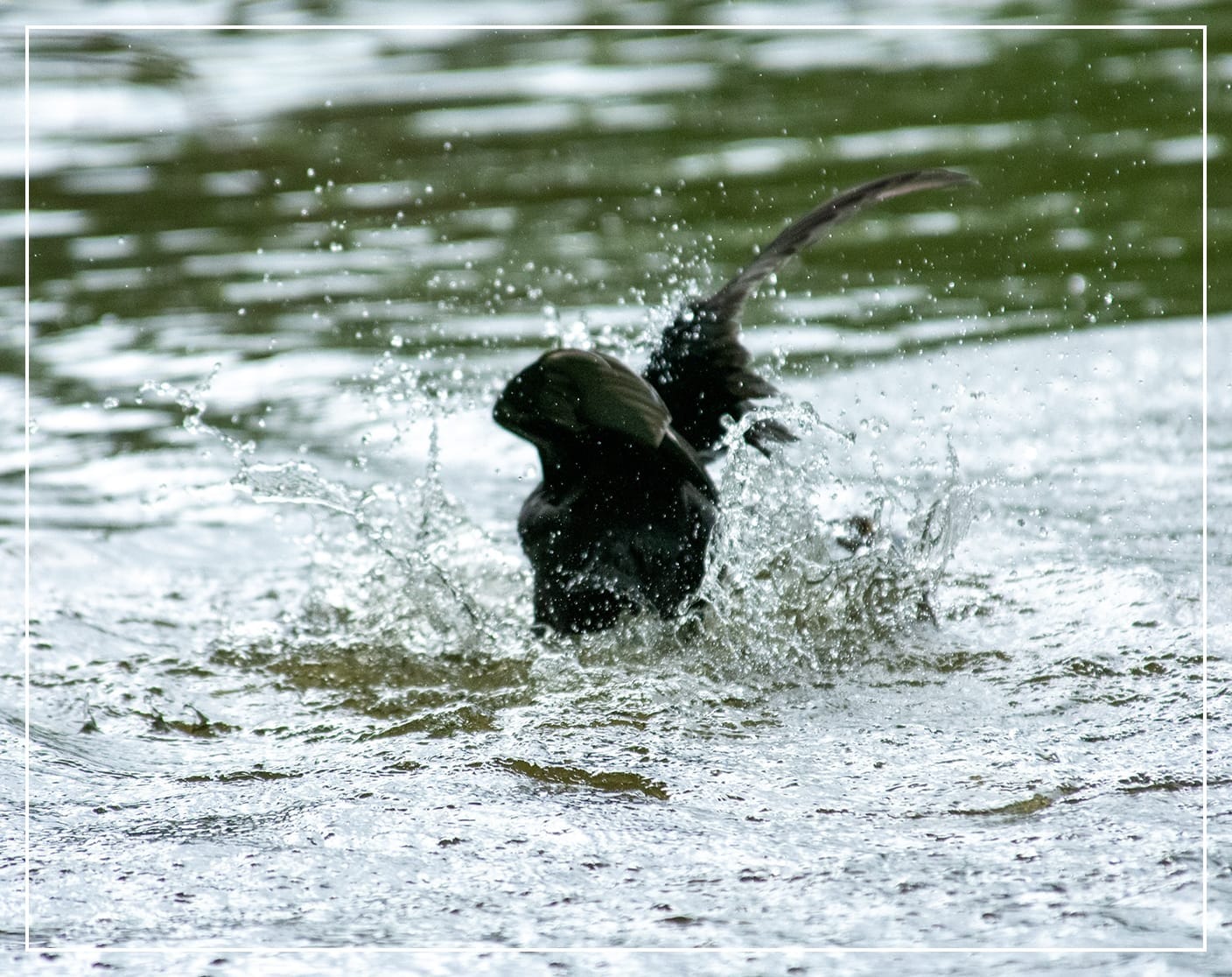 A photo of a Coot on the lake. Her wings are up as she she brings them down onto the surface of the water. There are water droplets everwherem and water coming up from the lake as she splashes about.