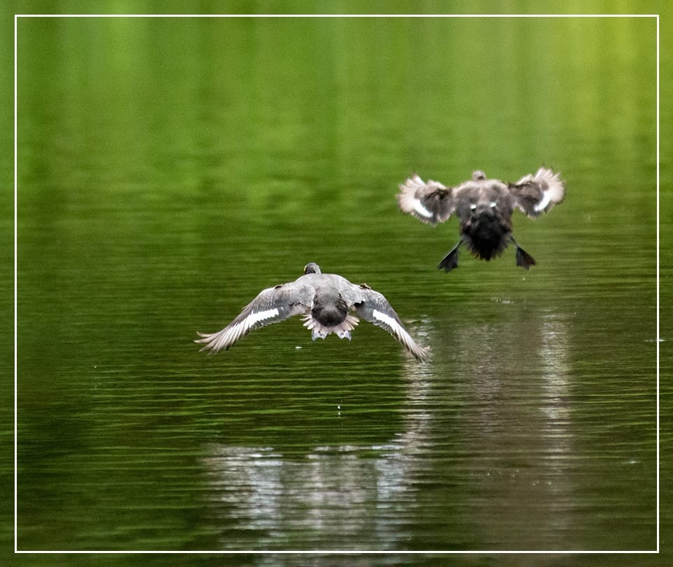 A photo of two Tufted Ducks flying across the lake. The male in the back looks fairly normal, wings out and low over the water. His mate, however, is less graceful. Her feet are dangling down and her wings are folded up, looking less than flight-worthy.