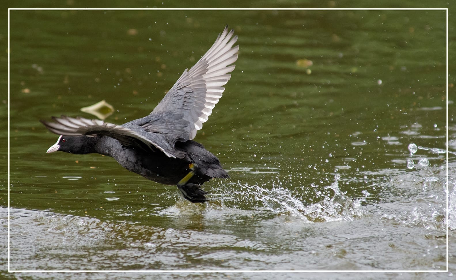 A photo of a coot flying low across the water. There is water splash in her wake.