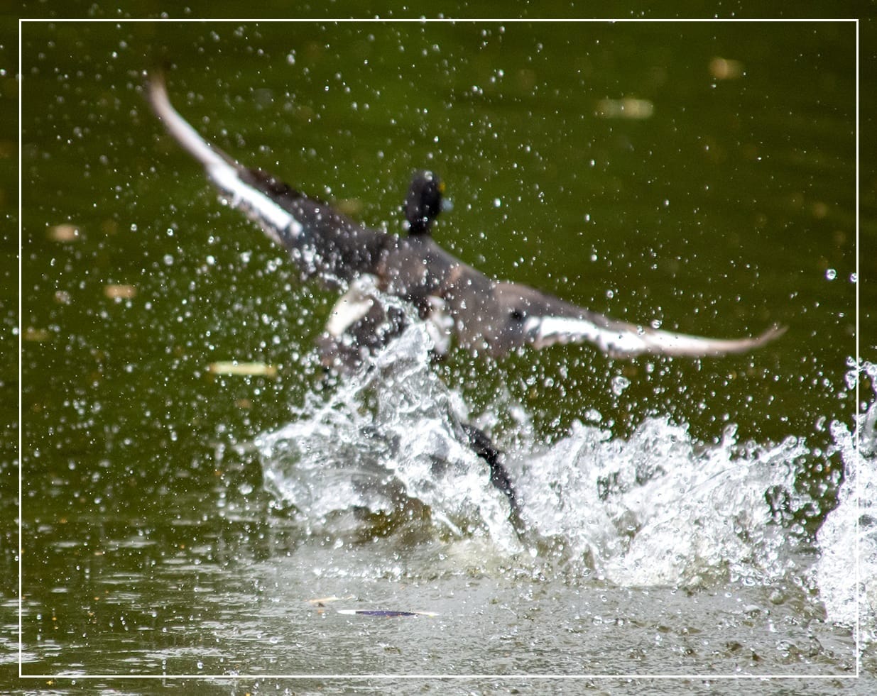 A rather blurry photo of a male Tufted duck taking off from the water in the background. In the foreground is a lot of water splash and a bit of black - that is Mama Coot, splashing away.