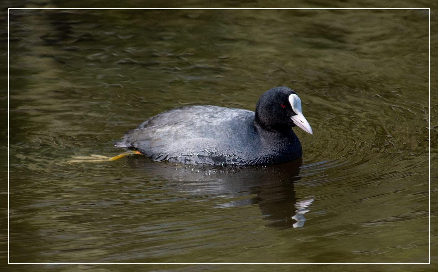 A photograph of a Coot on the lake. She is in profile, facing to the right. One leg, yellow, is sticking out to the side, used as a sort of rudder as she moves slowly across the lake.