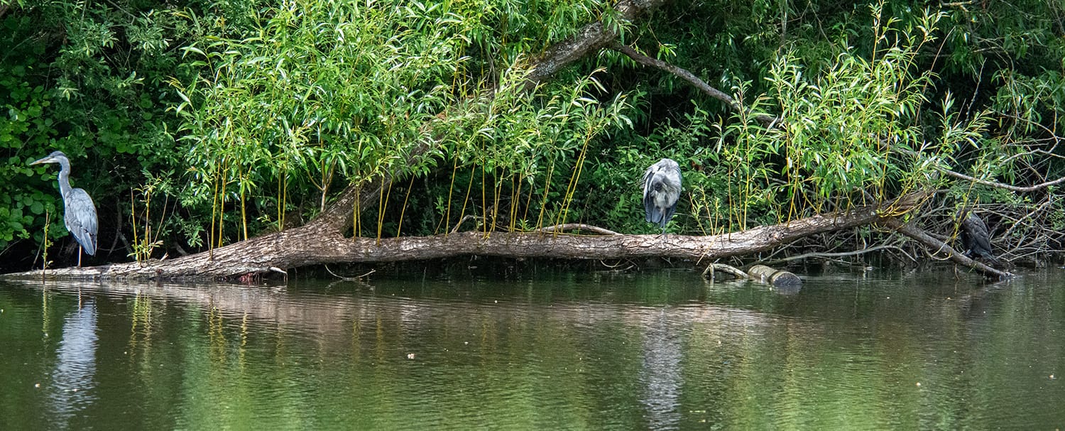 A photograph showing two herons and a cormorant standing on a willow trunk. The willow fell into the lake and its new growth now grows straight up from the horizontal trunk. One heron is on the far left, one is in the middle, and the cormorant o nthe far right. Vegetation is in the background, lake water in the foreground.