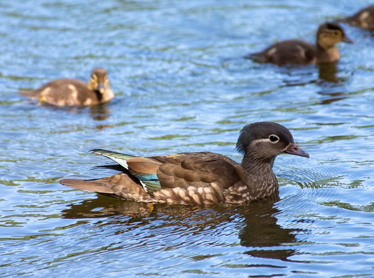 A photograph of a female Mandarin duck and several of her ducklings. The mama is in focus, and is grey-brown, with white mottles on her flanks and chest, and a white stripe off her eye. The ducklings, blurred, are brown with some lighter colouring. They are surrounded by slightly rippled, blue water.