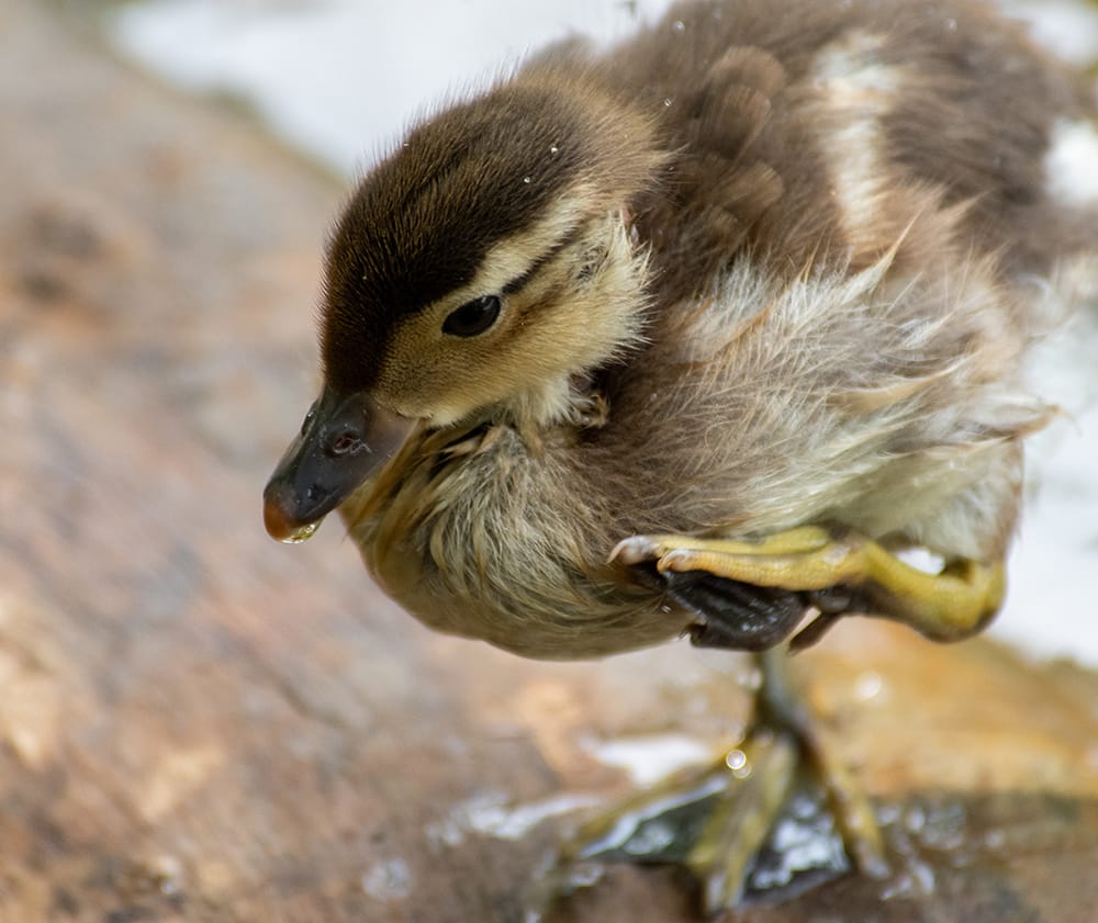 A zoomed in phot of Plucky, He is standing on a log, which is very blurred. One leg is raised. He is wet from the lake and a droplet of water has formed at the tip of his beak.