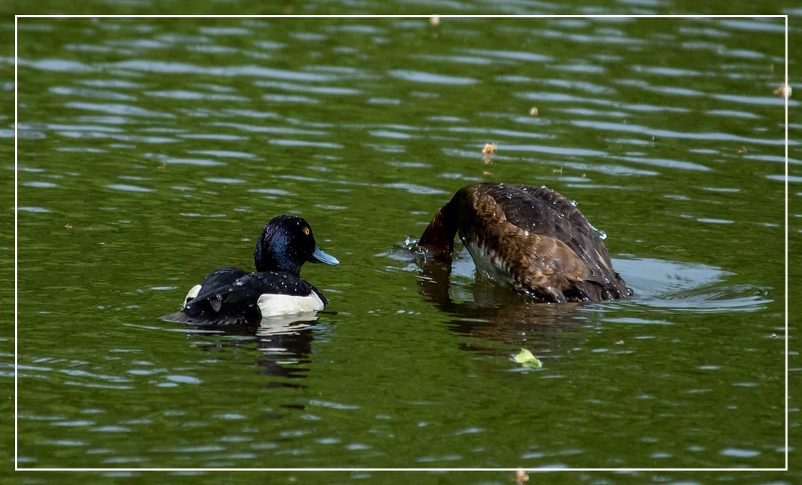 A photo of a pair of Tufted Ducks. They are both facing away from the camera. The male, black with white flanks, is on the left, looking on as his mate dives into the water. She is different shades of brown.