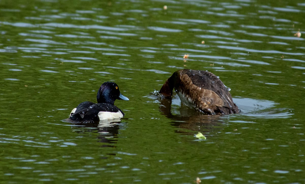 A photograph of a parit of Tufted ducks on the lake. The male, on the left, is black with white flanks and an irridescent head (purple and green hints). He is looking at his mate, who is various shades of brown) as she dives head first into the green lake water.