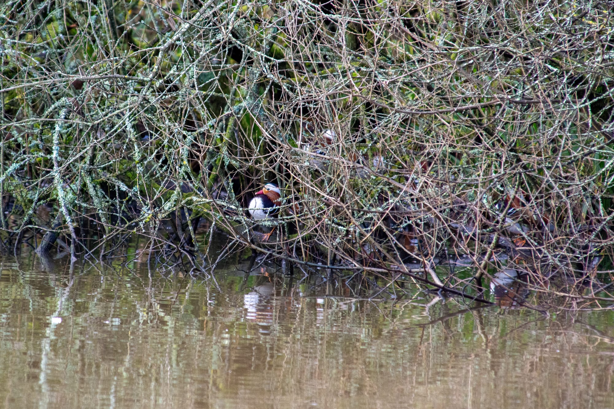 A photograph of some vegetation at the edge of the lake. In there are some Mandarin ducks. Maybe eight or more.