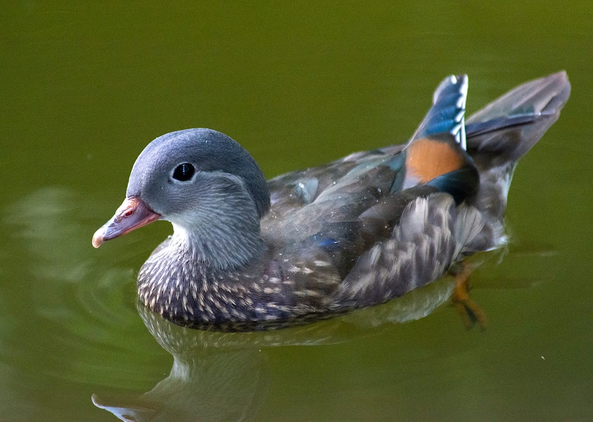 A photograph of a Mandaring duck on the lake. Mainly covered in grey-brown feathers with white mottling, like a female. But also tinges of blue on the wings as well as orange and blue tips to the wings.