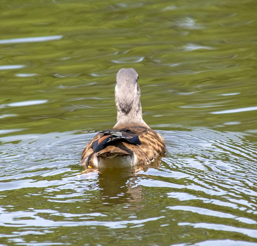 A phototgraph of the male Mandarin duck swimming away. The back of his neck is grey, and wings are brown except for a bit of blue, white and orange.