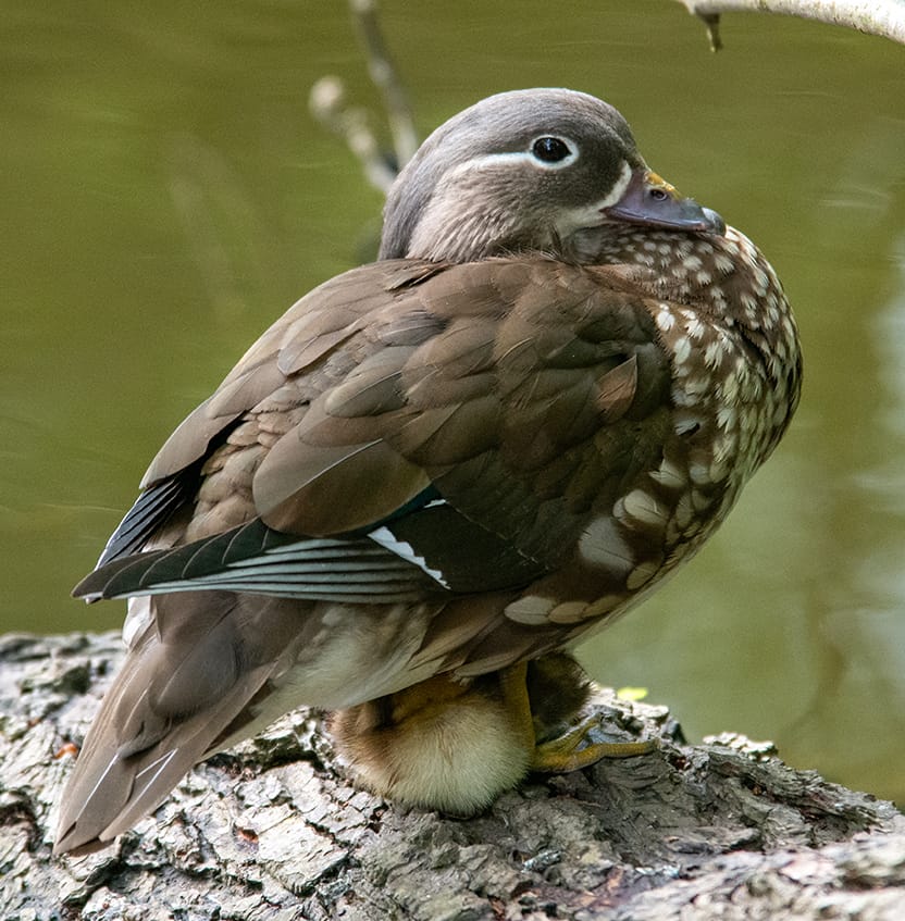 A photograph of a female duck with brown feathers and white mottling to her chest. Under her is a little duckling, keeping cosy.