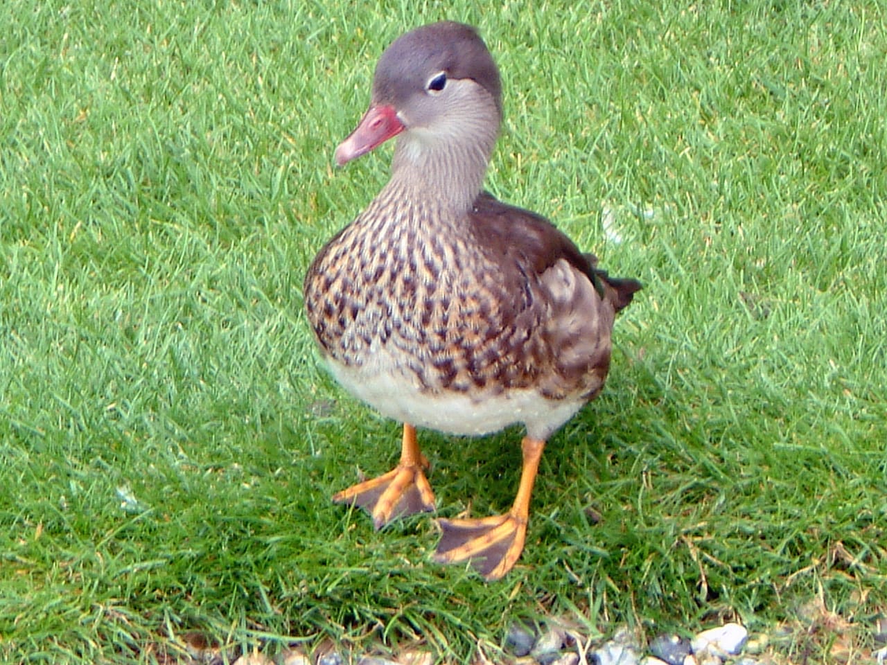 A photograph of a male Mandarin duck. He is facing forward and looks exactly like a female Mandarin duck ,except his beak is redder. That's it!