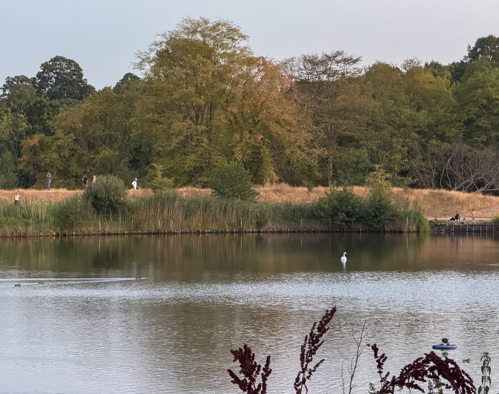 A photo of a pond with a swan and a couple of ducks. In the distance are people walking, some trees turning yellow and dead grass. 