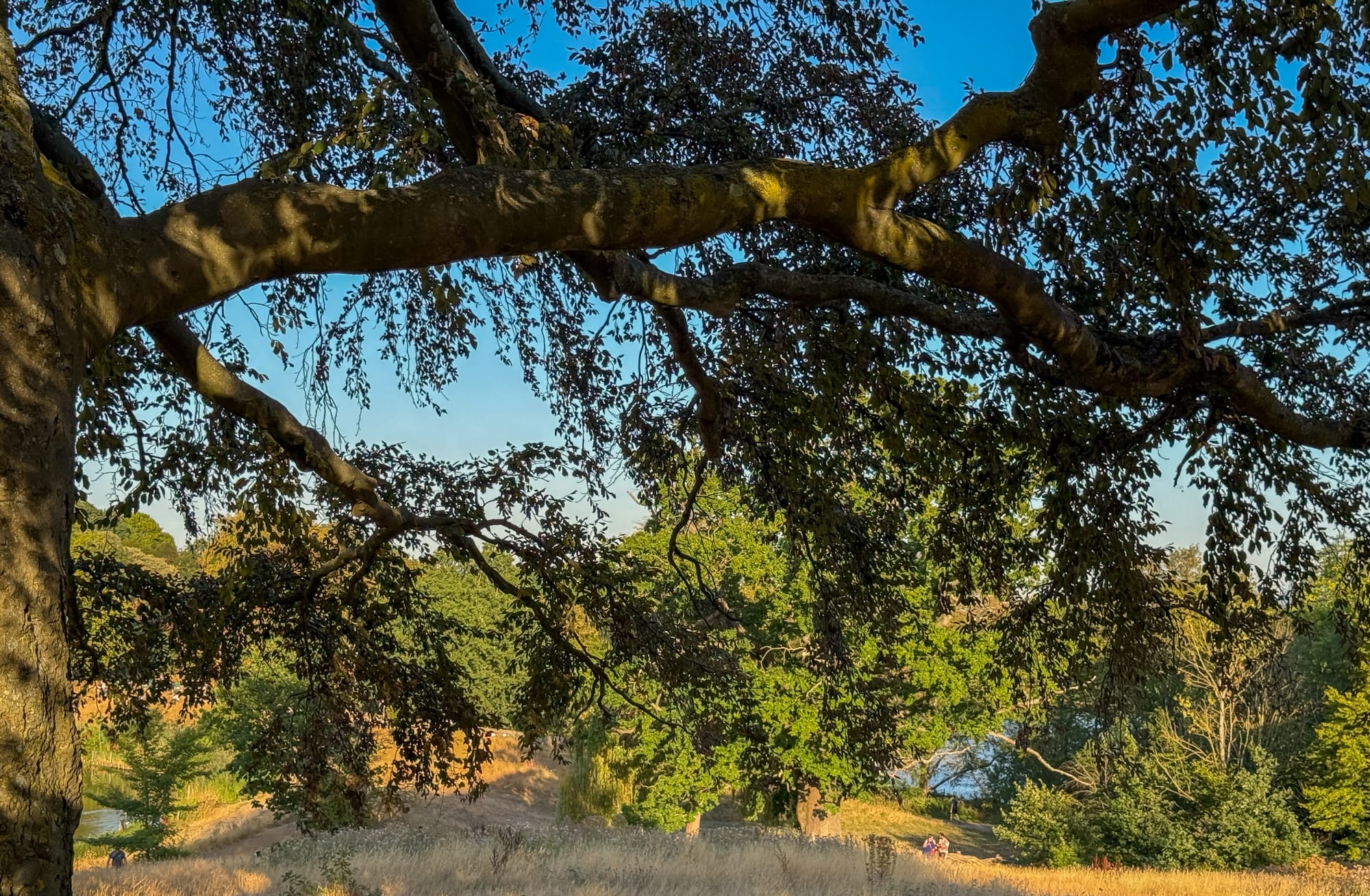 A photo of the beech tree and beyond - two ponds can be seen in the distance, past the dead yellow grass.