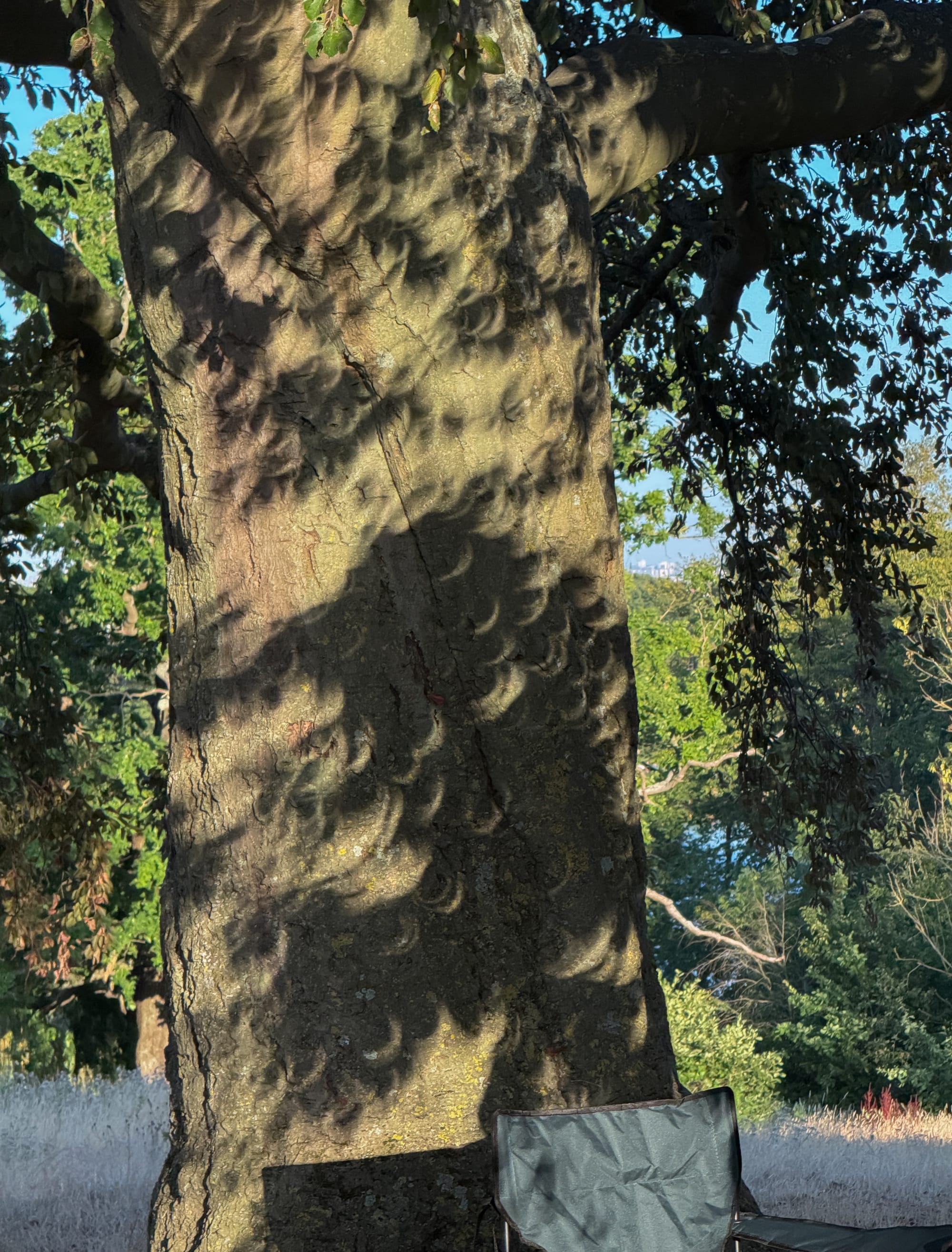 A photograph of a tree trunk with small light crescents scattered everywhere.