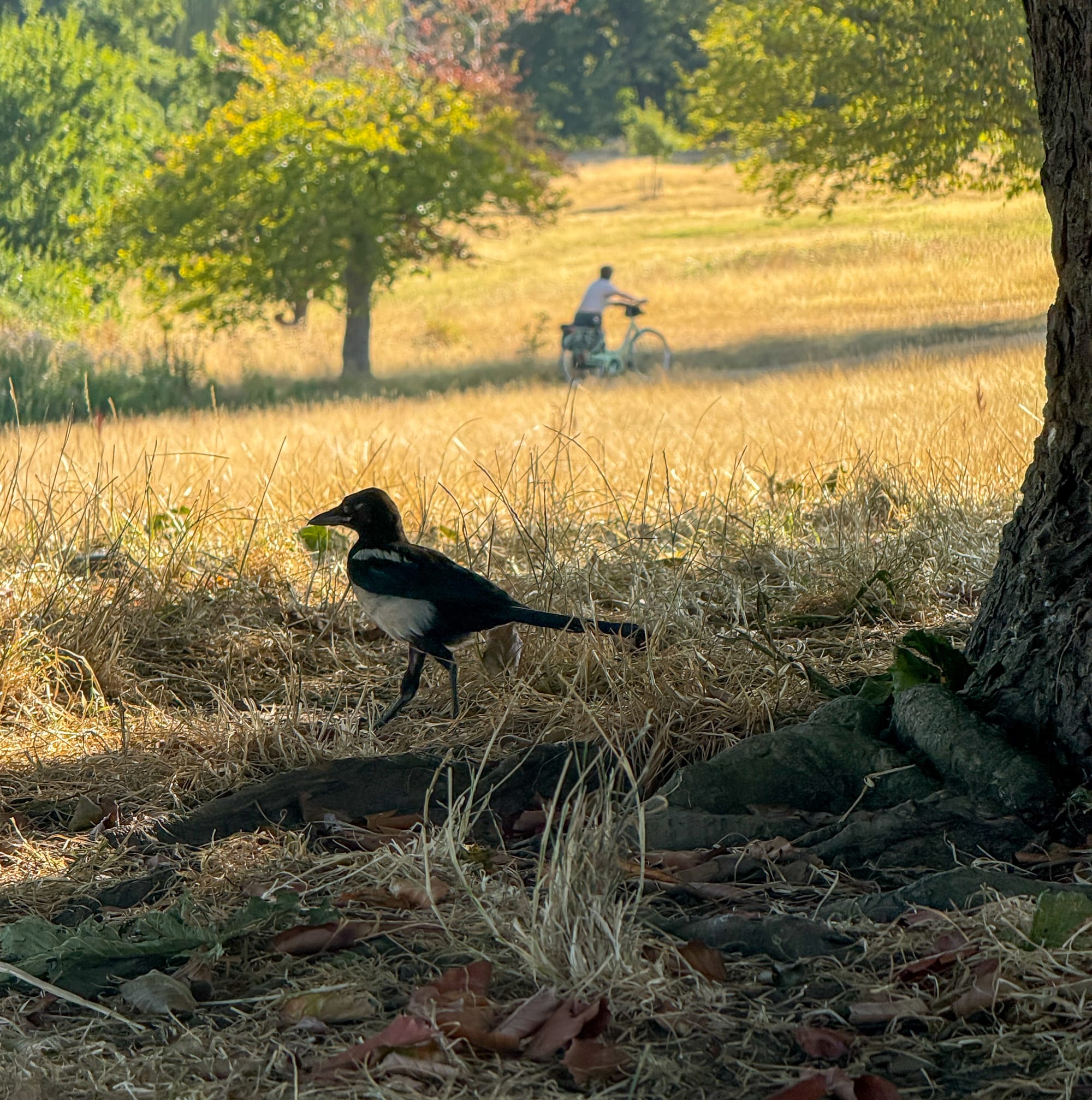 A photo of a small, scraggly black and white bird, walking across the dead grass, away from a tree. In the distance are trees, some yellowing, some still green, yellowed grass, and a person pushing a bike. 