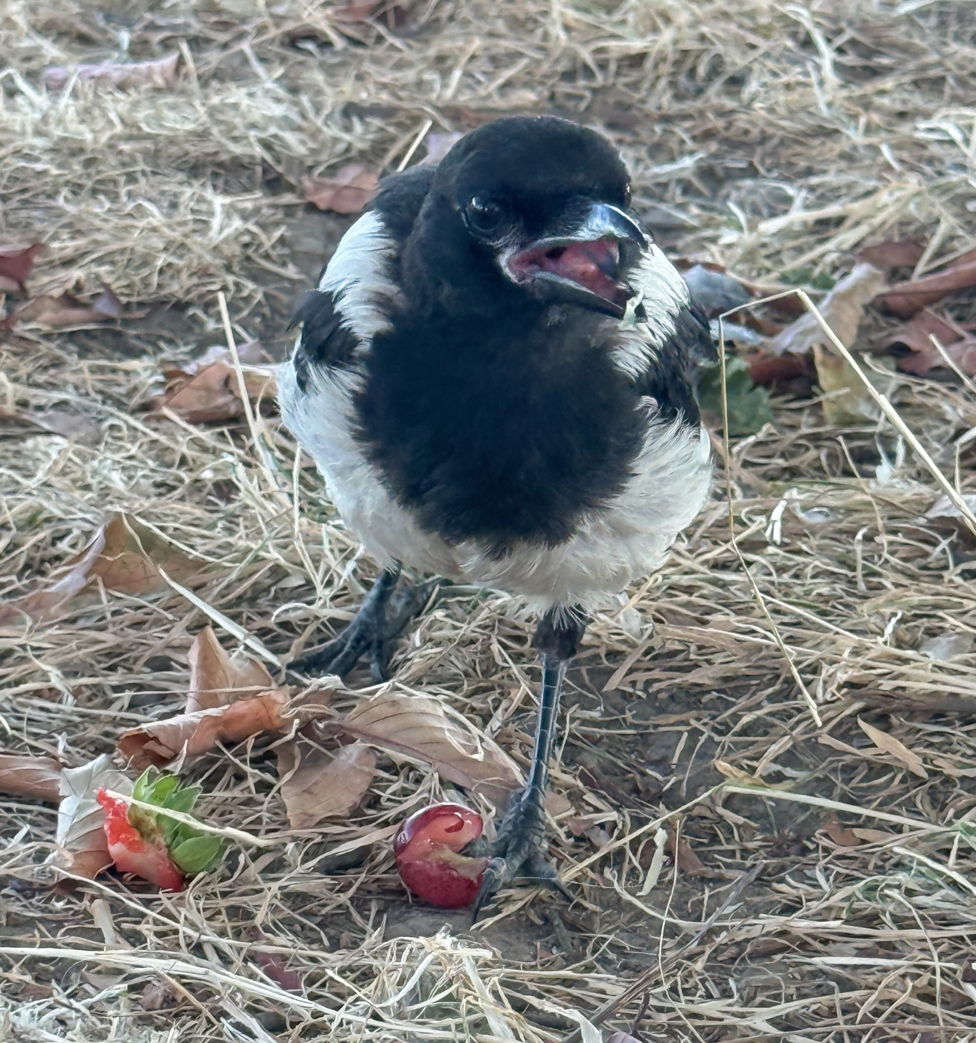 The magpie, now in front of me, chomping on some grape. Around him is dead grass and brown leaves.