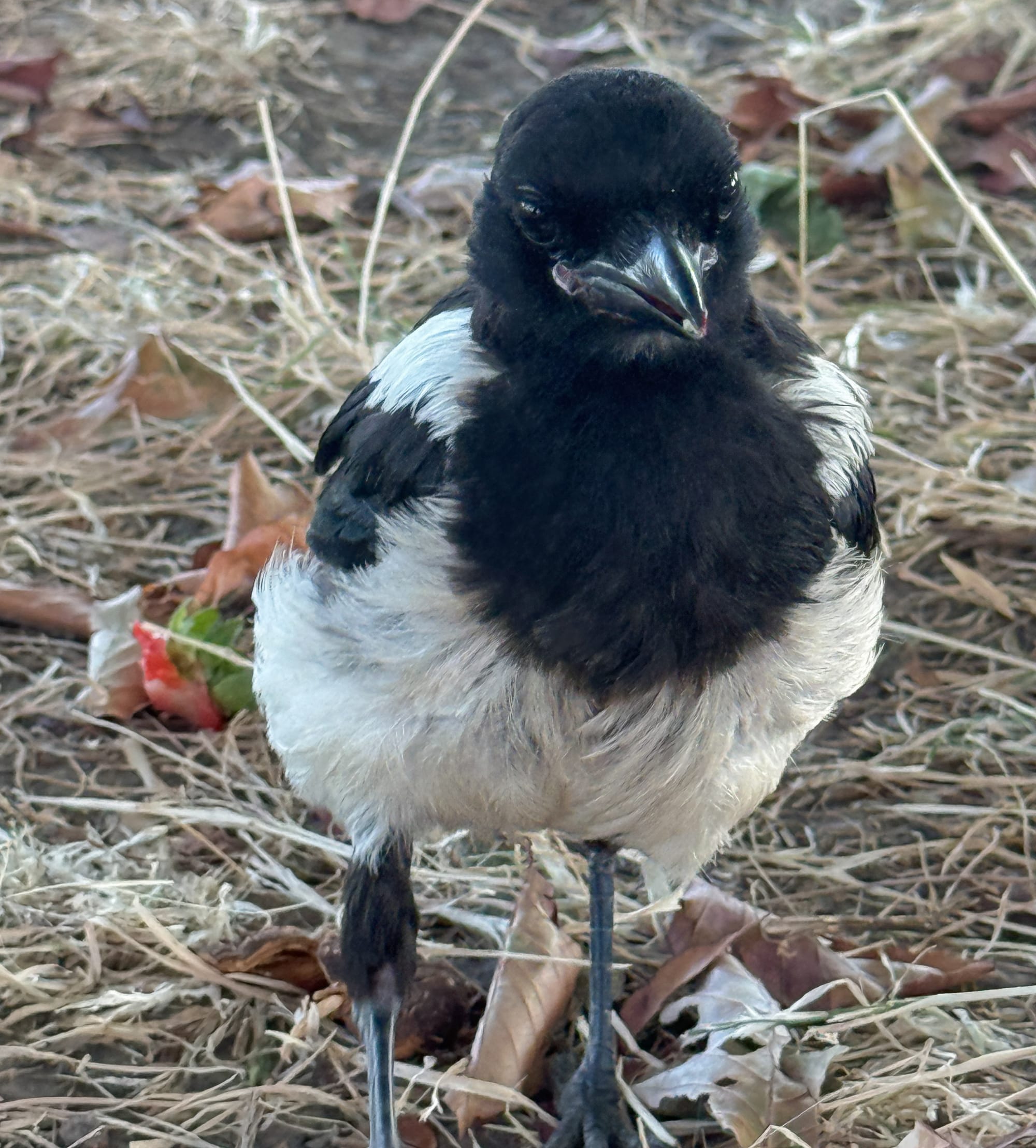 Same magpie, facing me and my mobile, head slightly tilted.