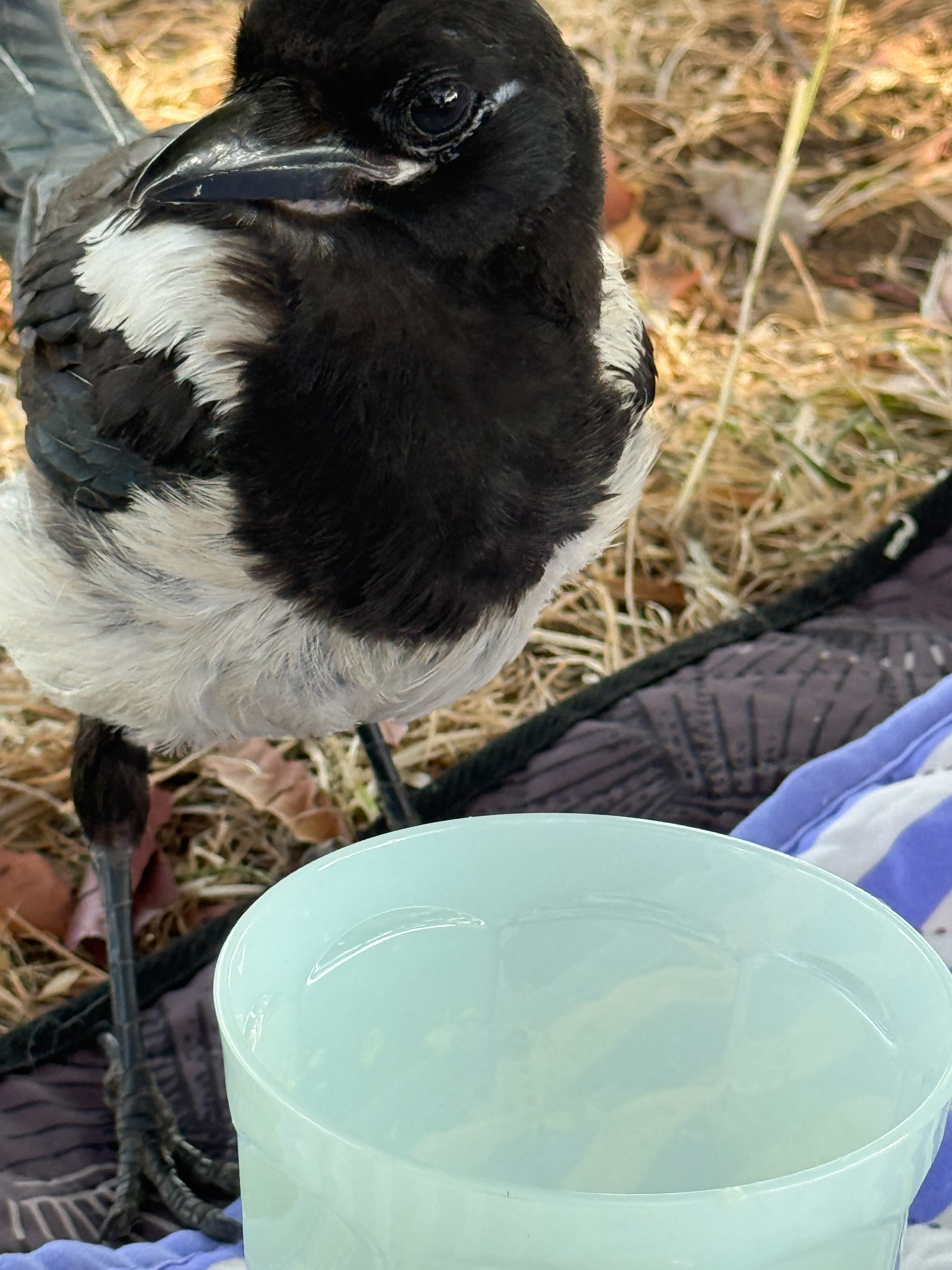 The magpie is in front of a greenish plastic cup, giving me side eye after tasting the drink.