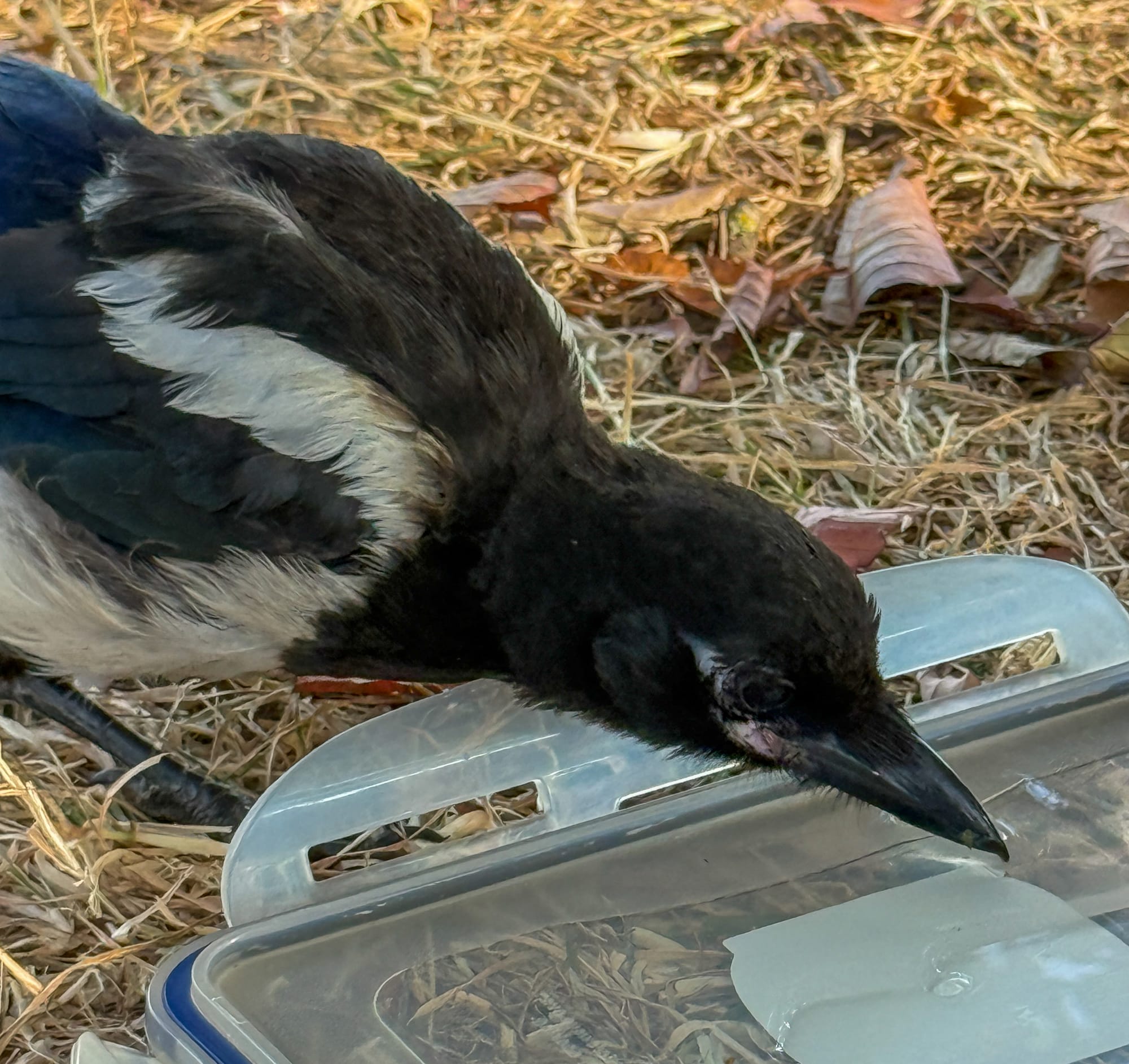 The magpie with his beak on the lid, scooping up soe of the water.