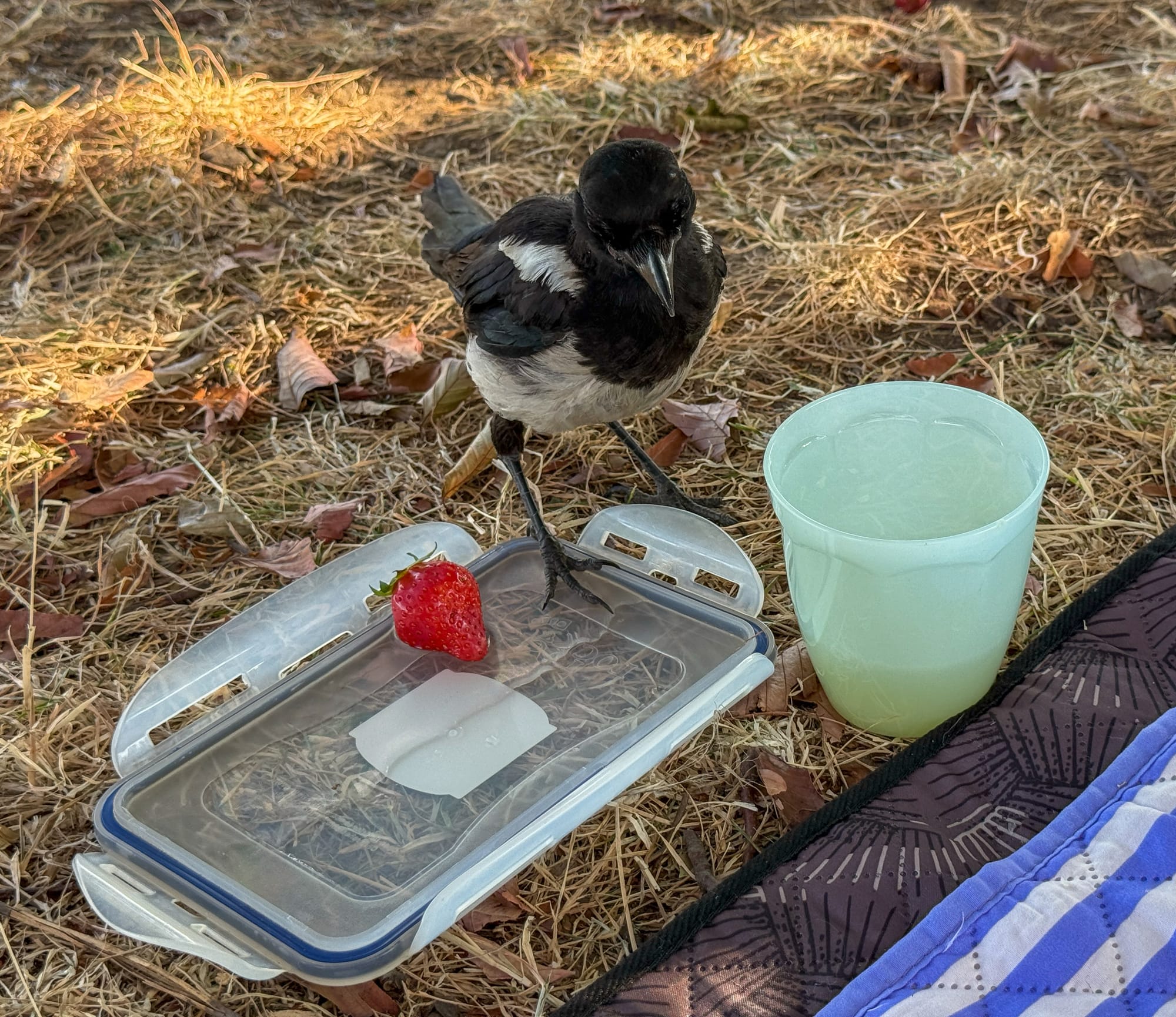 The magpie looking down. In front of him is the plastic lid with water and a strawberry. Next to that is the plastic cup with lemonade. 
