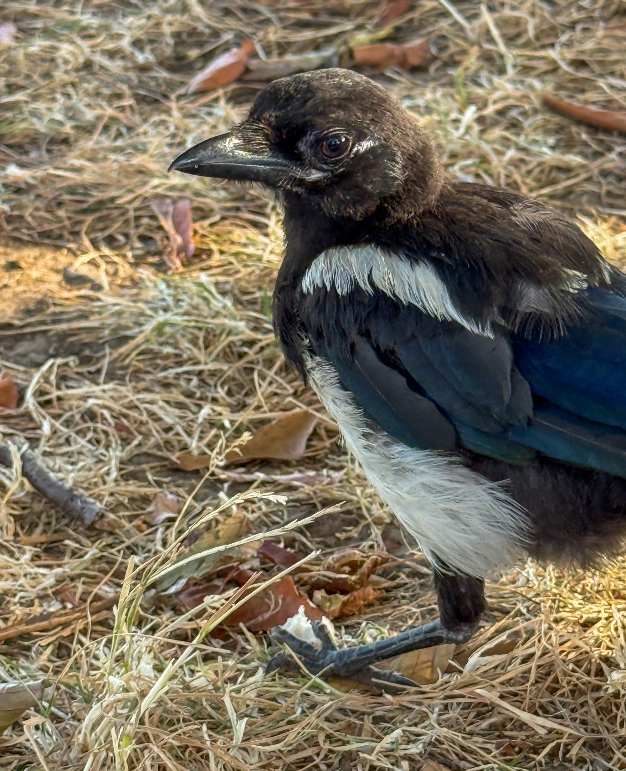 Magpie in profile, head slightly cocked towards the camera.